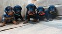 cuccioli-beauceron-pastore-di-beauce-