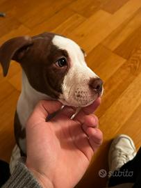 Cuccioli di Amstaff cresciuti in famiglia