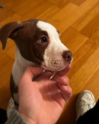 Cuccioli di Amstaff cresciuti in famiglia