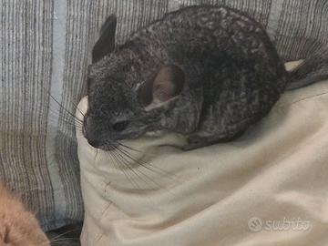cucciolo di cincillà 