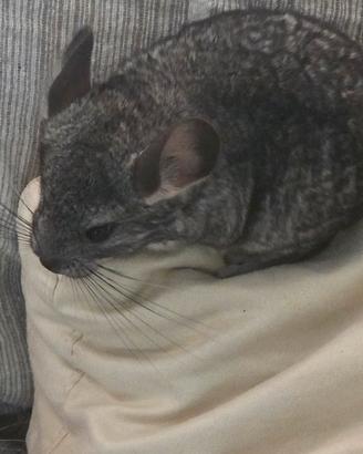 cucciolo di cincillà 