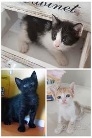 Adozione cuccioli di gatto Napoli