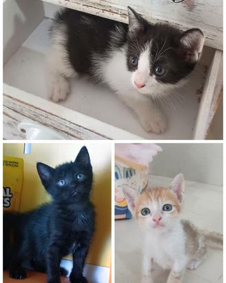 Adozione cuccioli di gatto Napoli