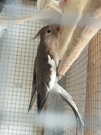 Calopsite faccia bianca