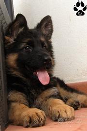 Cuccioli pastore tedesco selezionati