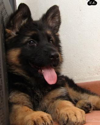 Cuccioli pastore tedesco selezionati