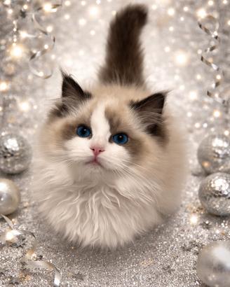 Cucciolo ragdoll seal bicolor con Pedigree