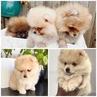 Cuccioli di Spitz Pomerania Mini Toy