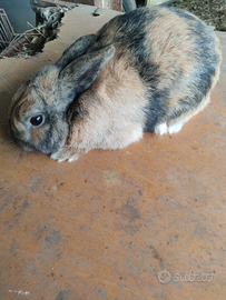 Coniglio di razza nana