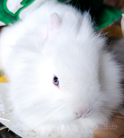 Coniglietti nani e testa di leone