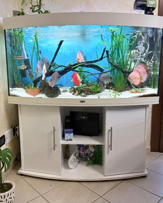 Acquario juwel 260 litri