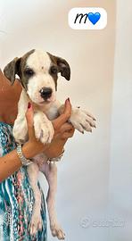 Trovatelli mix pit/bull Amstaff