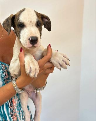 Trovatelli mix pit/bull Amstaff