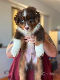 Cuccioli Pastore Australiano