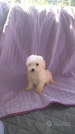 maltipoo cucciola 