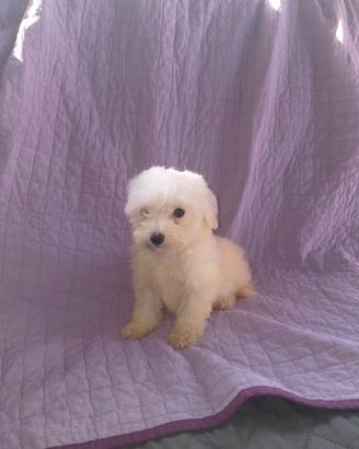 maltipoo cucciola 
