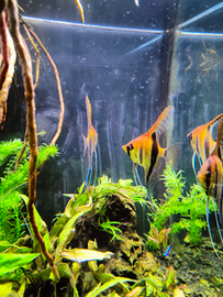 Scalari XL (13/15cm) - Manacapuru Red e Silver