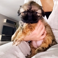 Cuccioli di Shitzu Shih tzu Pedigree Enci