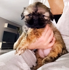 Cuccioli di Shitzu Shih tzu Pedigree Enci