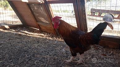 Gallo