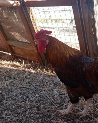 Gallo