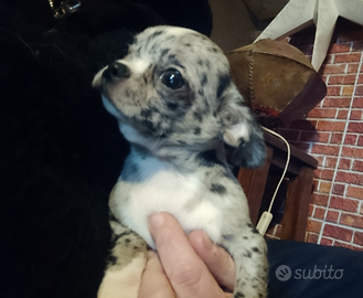 Chihuahua Merle maschio