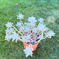 graptopetalum paraguayense