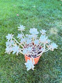 graptopetalum paraguayense