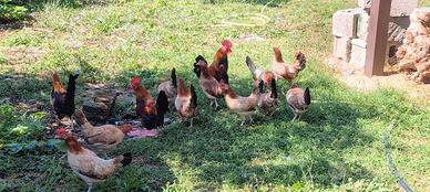 Galline mugellesi