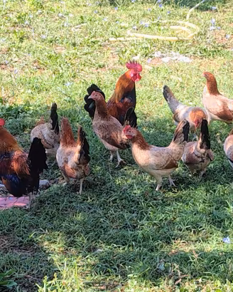 Galline mugellesi