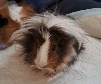 Coppia di cavie della Guinea 