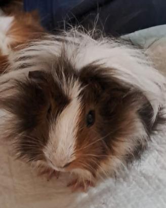 Coppia di cavie della Guinea 