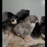 Galline