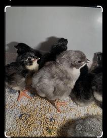 Galline