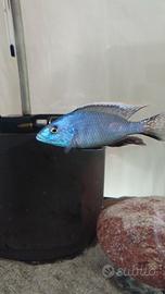 pesci ciclidi 