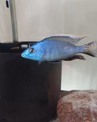 pesci ciclidi 