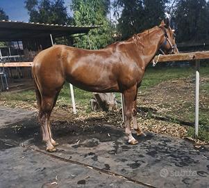 Cavallo paint horse