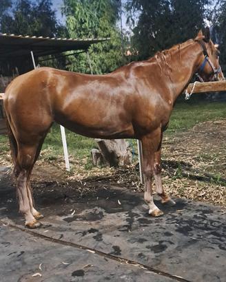 Cavallo paint horse