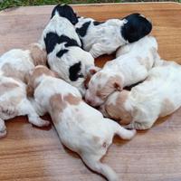 Cuccioli di Breton con pedigree