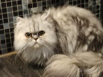 Gatto persiano normotipo