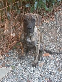 Presa canario