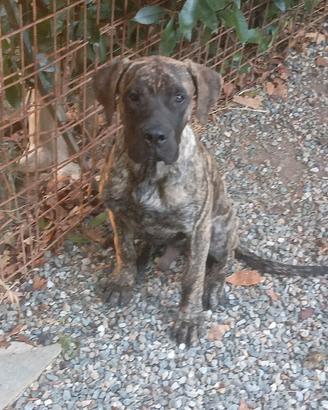Presa canario