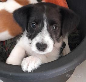 Cane jack Russell /Volpino