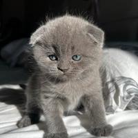 Ultimo cucciolo scottish fold