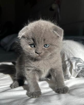 Ultimo cucciolo scottish fold