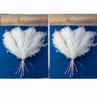 Numero 02 Mazzi Fiori di Pampas