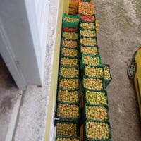 MELE 🌹 dei Sibillini 