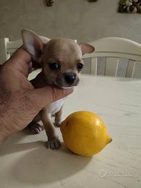 CB . Chihuahua Mini Toy da Coccolare