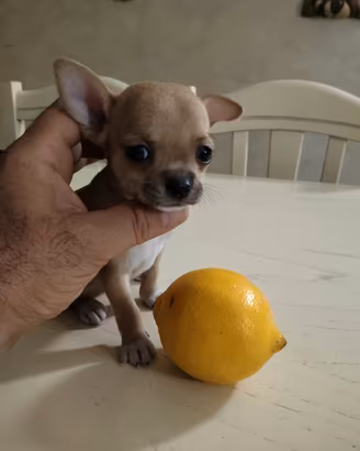 CB . Chihuahua Mini Toy da Coccolare