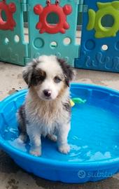 Australian Shephard  femmine